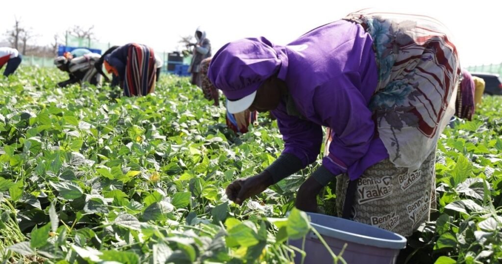 L’Agriculture Durable: L’Incroyable Histoire de la Filière Maraîchère au Sénégal L'Agriculture Durable: Des rangées de légumes verts frais dans une ferme au Sénégal.